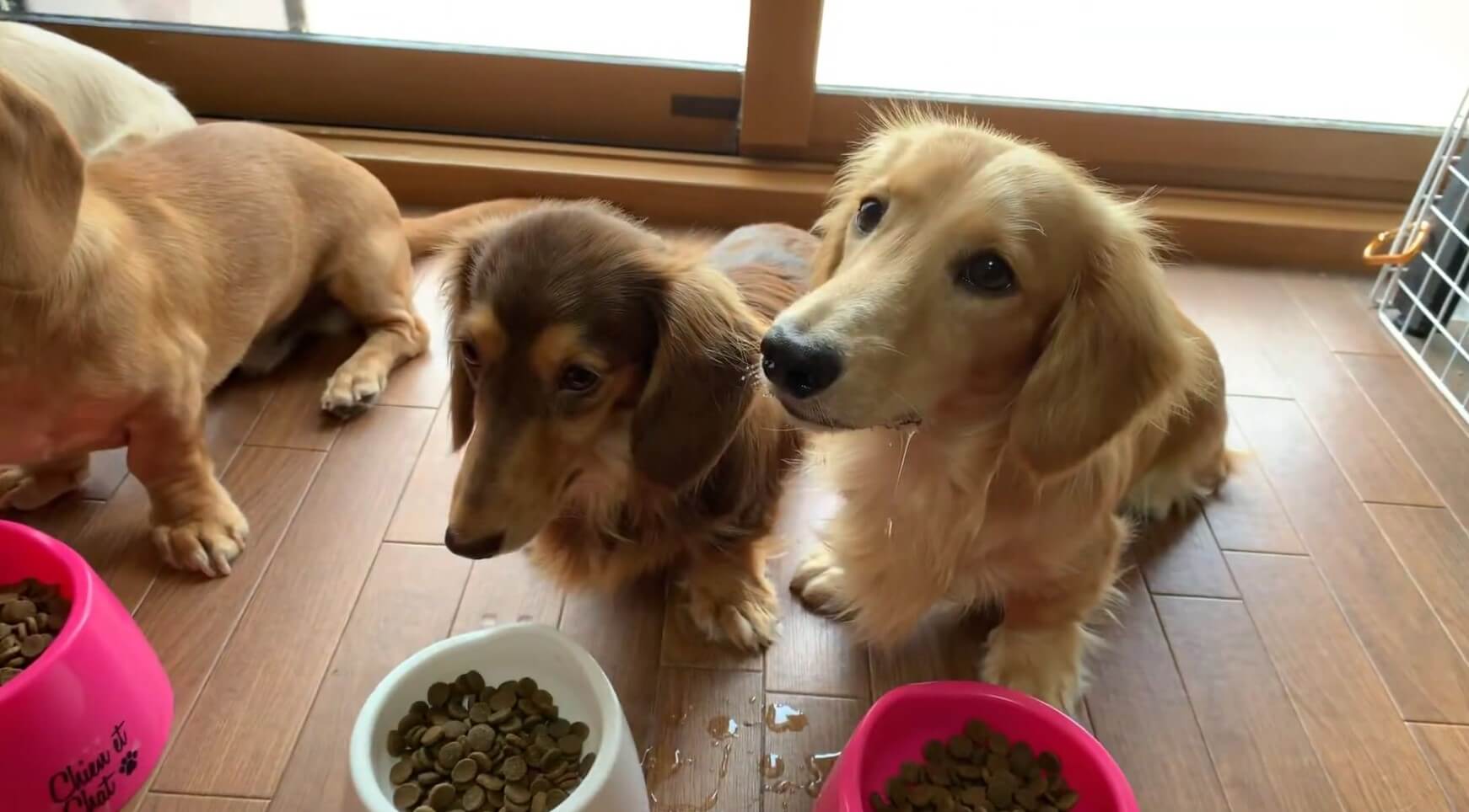 ダックスフンド,動画