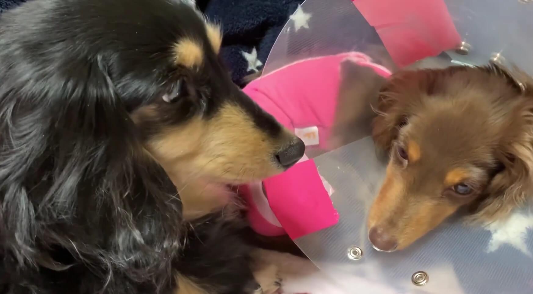 ダックスフンド,動画