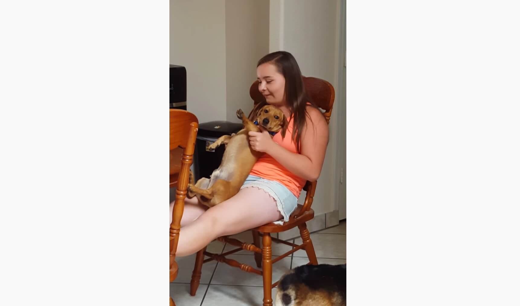 ダックスフンド,動画