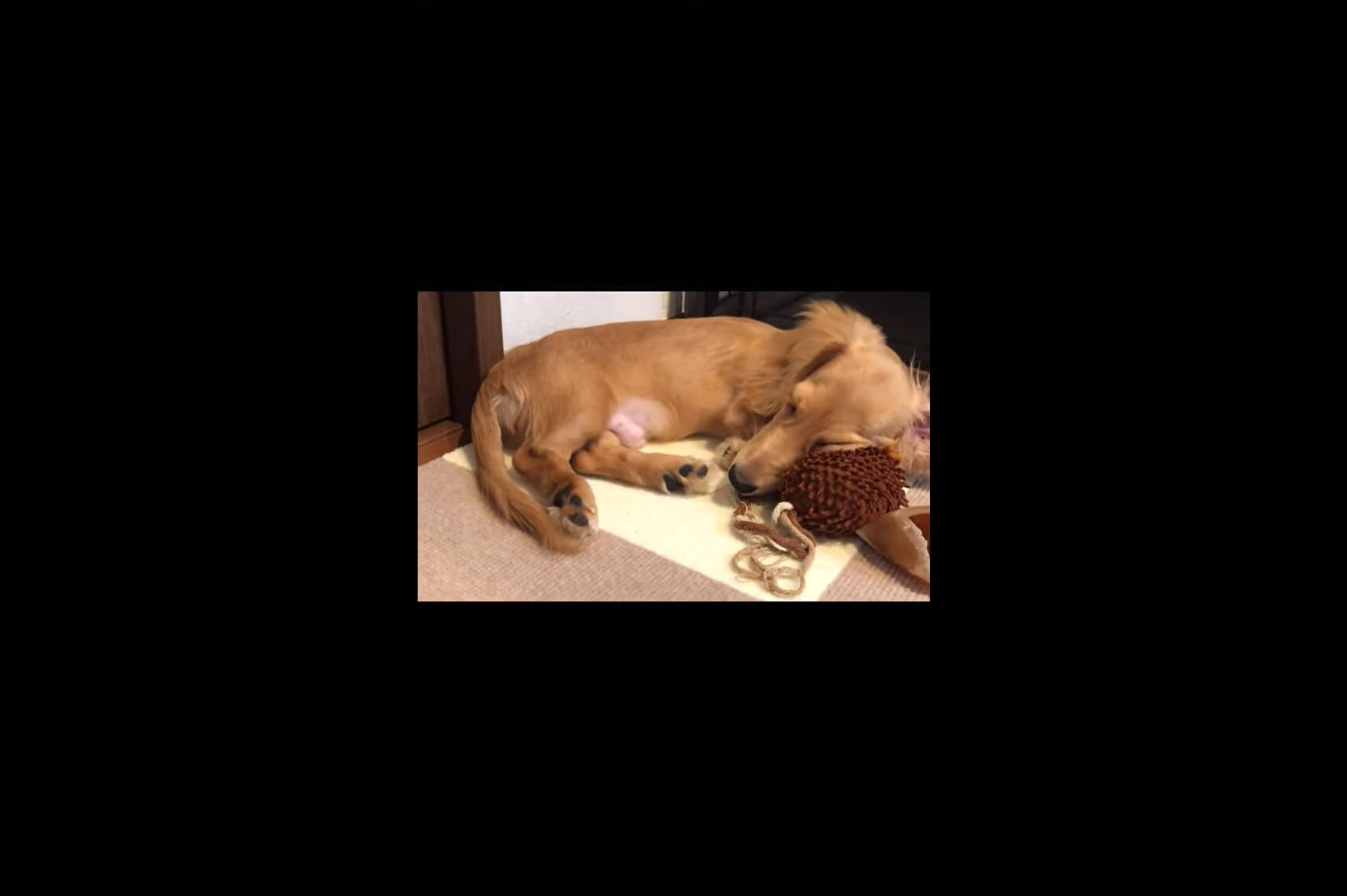 ダックスフンド,動画