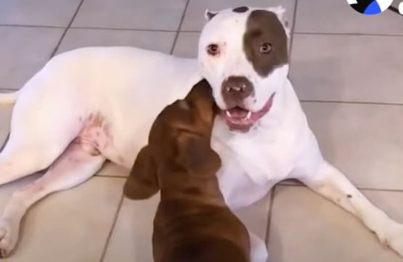 ダックスフンド,動画