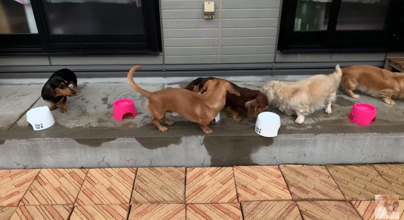 ダックスフンド,動画