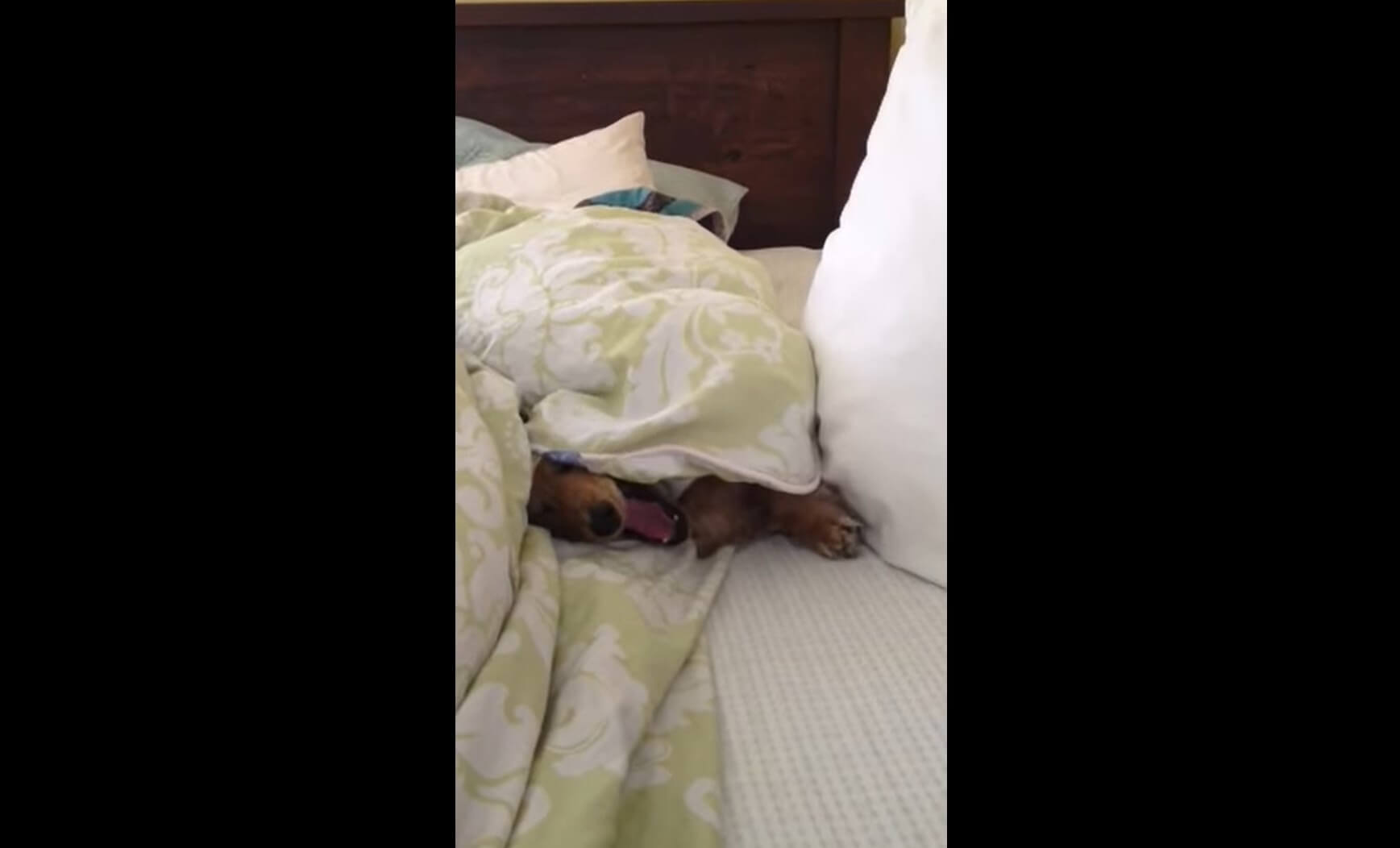 ダックスフンド,動画