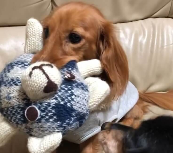 ダックスフンド,動画