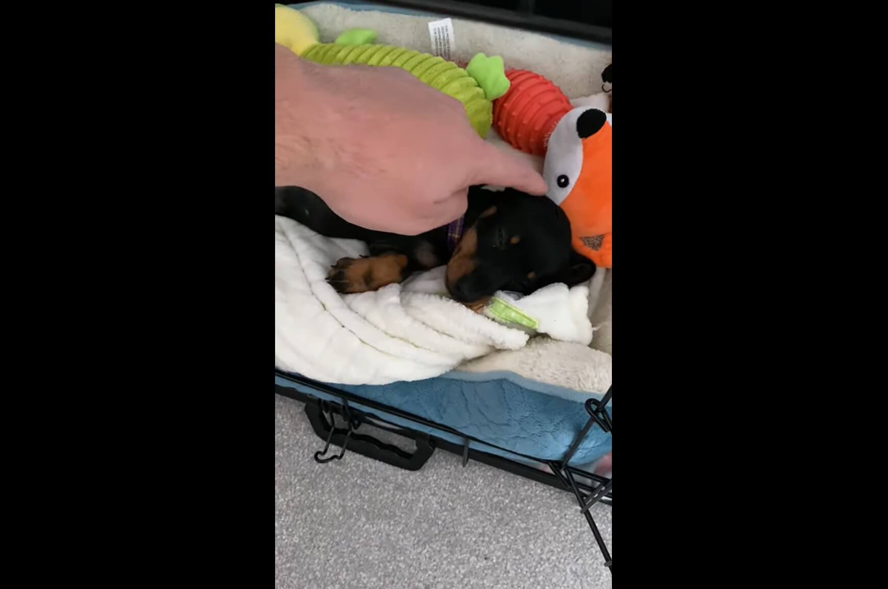 ダックスフンド,動画