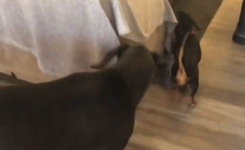 ダックスフンド,動画