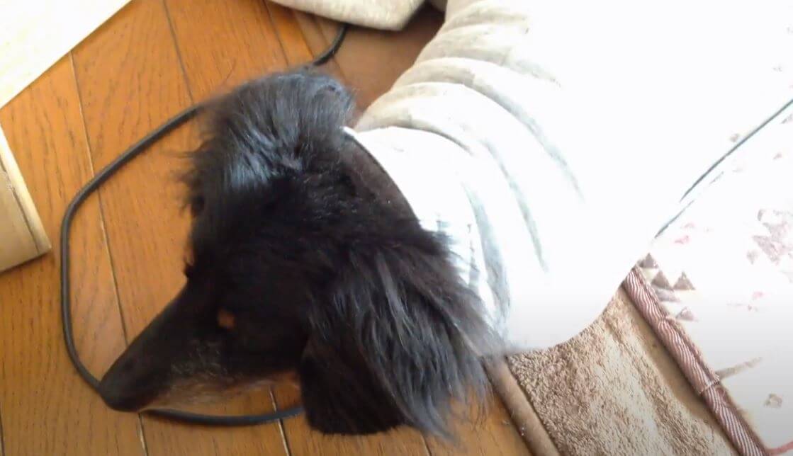 ダックスフンド,動画