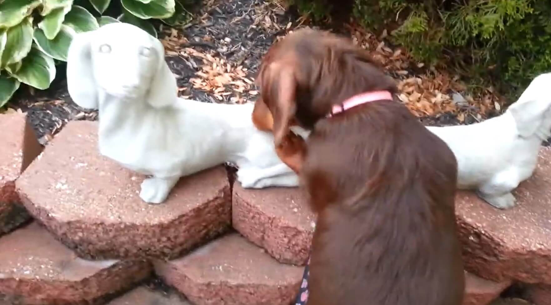 ダックスフンド,動画