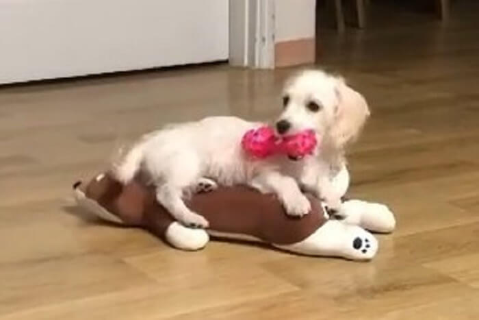 ダックスフンド,動画