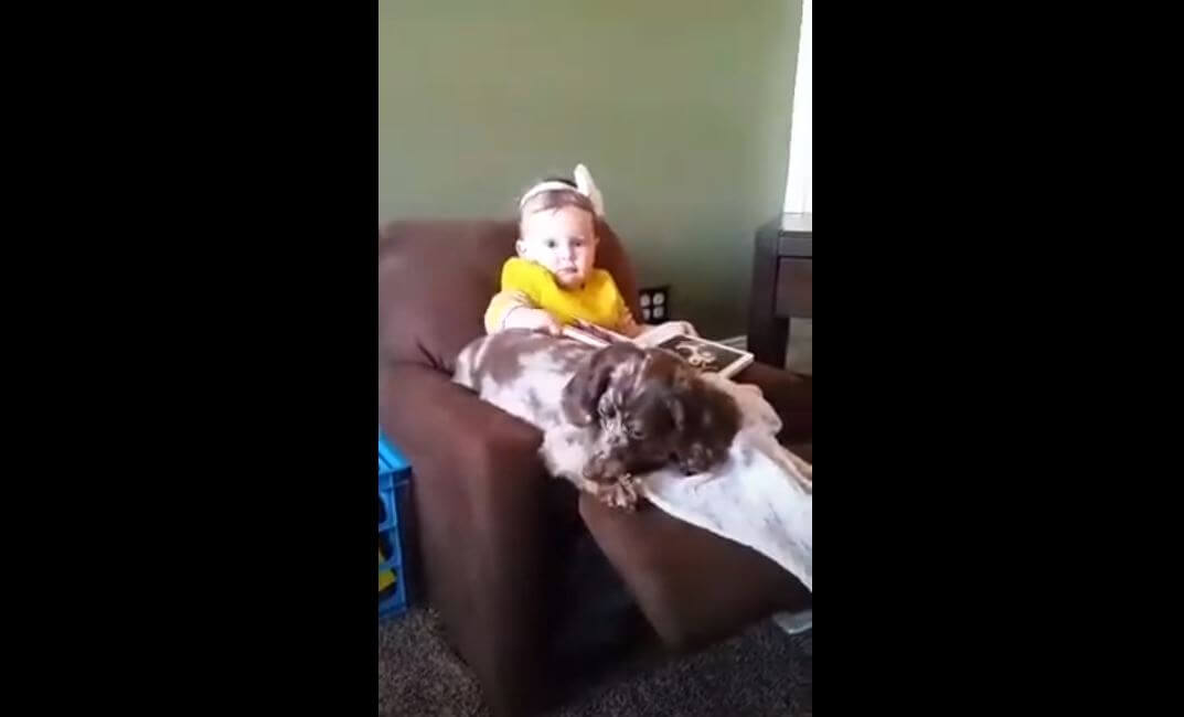 ダックスフンド,動画