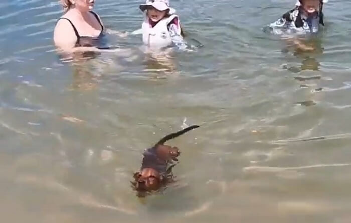 ダックスフンド,動画