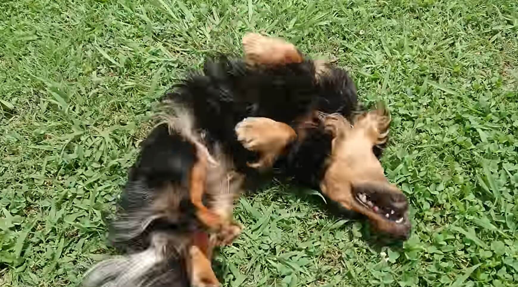 ダックスフンド,動画