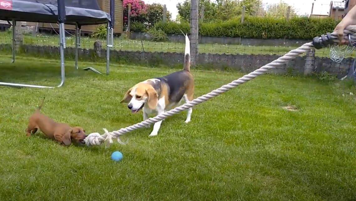 ダックスフンド,動画