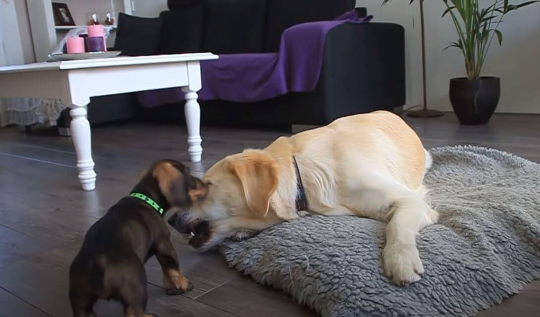 ダックスフンド,動画