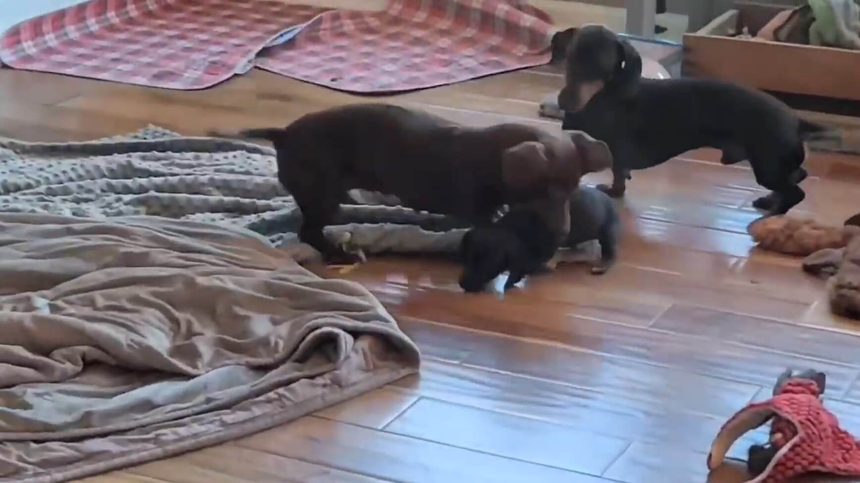 ダックスフンド,動画