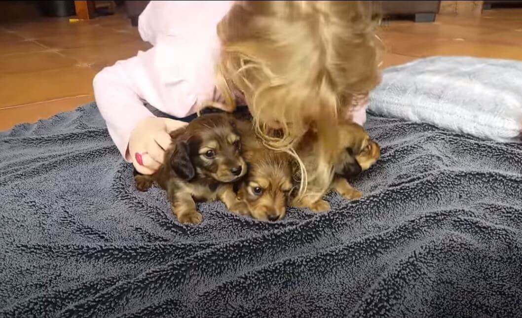 ダックスフンド,動画