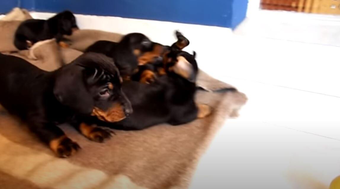 ダックスフンド,動画