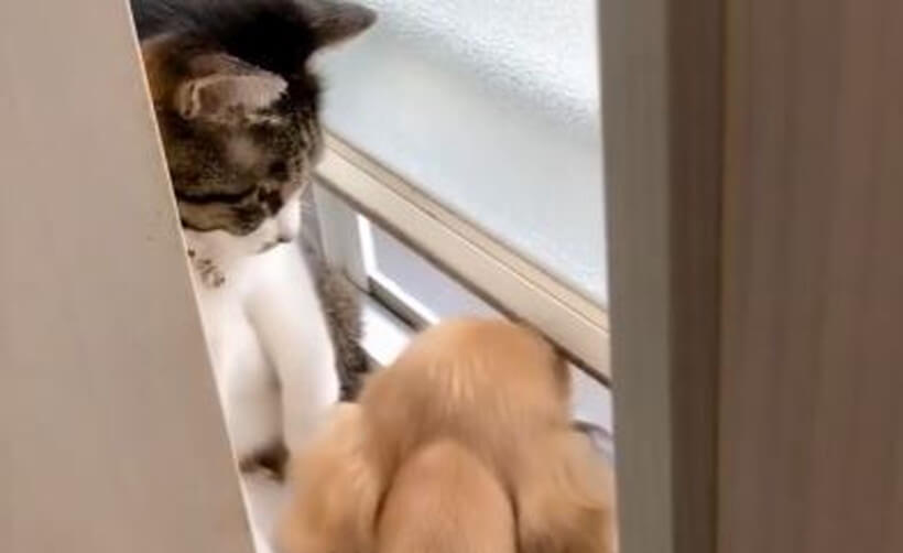 ダックスフンド,動画