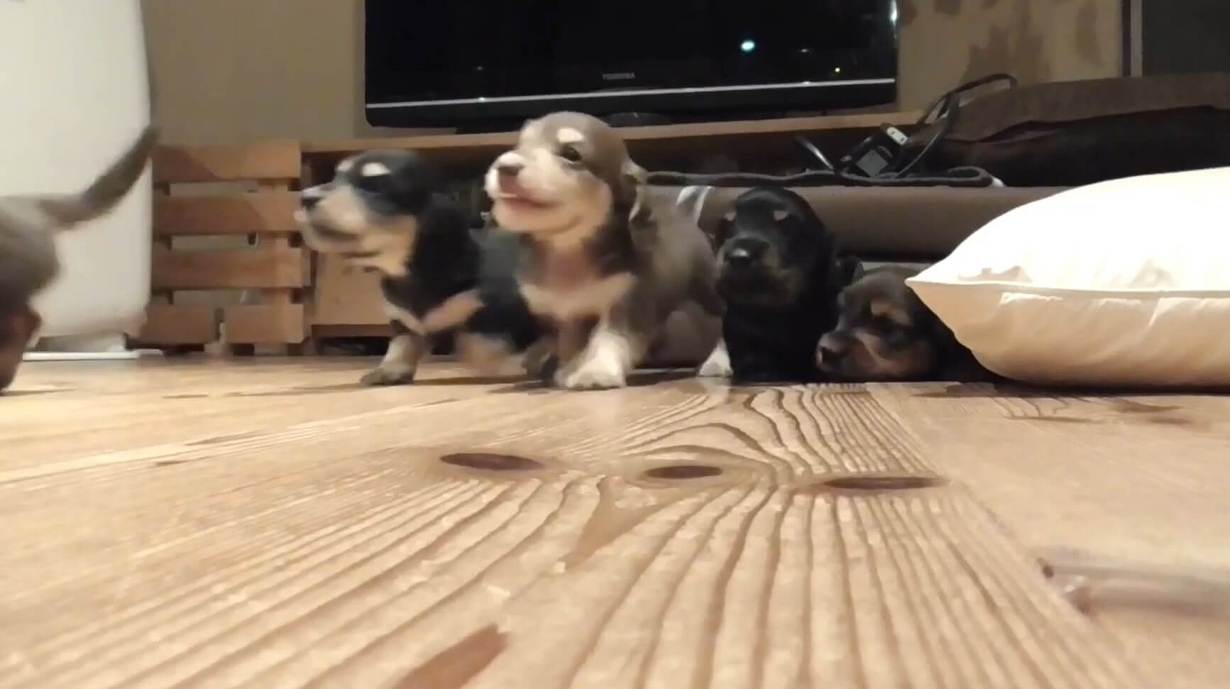 ダックスフンド,動画