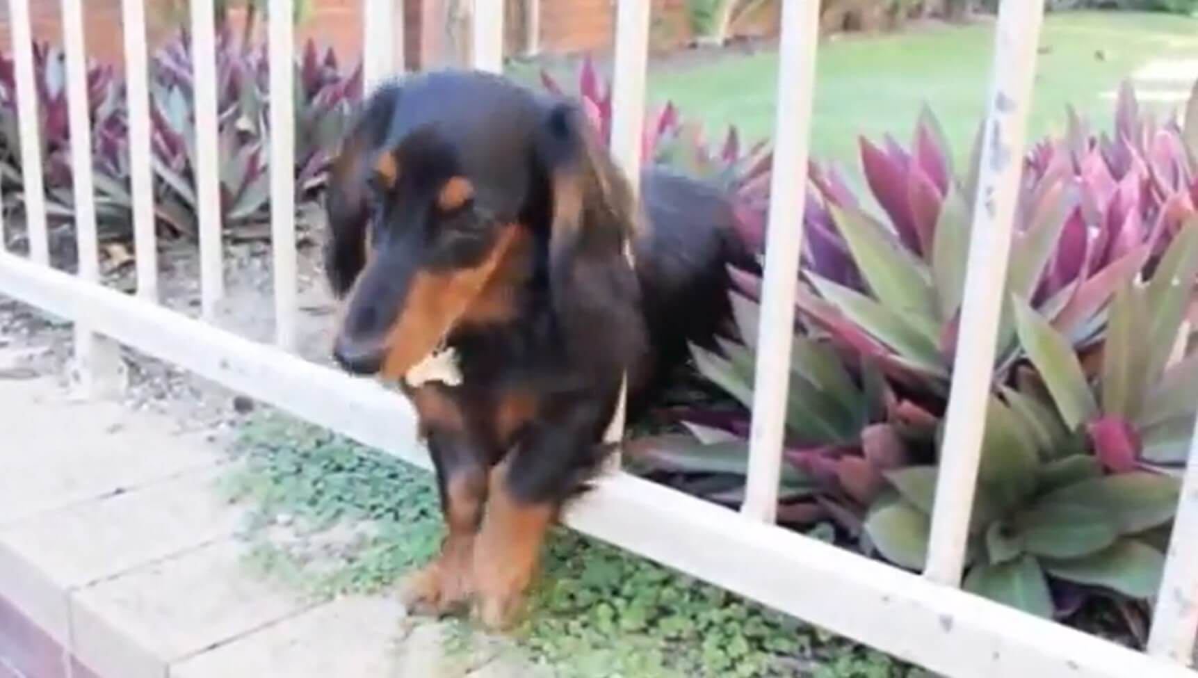 ダックスフンド,動画