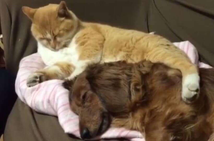 ダックスフンド,動画