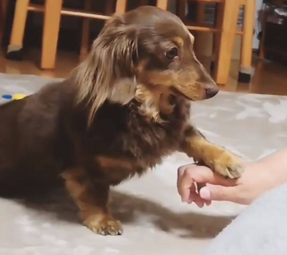 ダックスフンド,動画