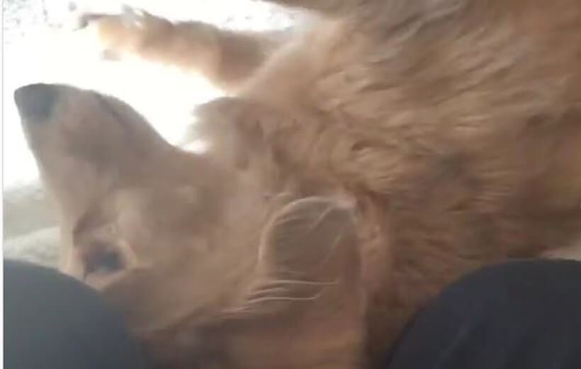 ダックスフンド,動画