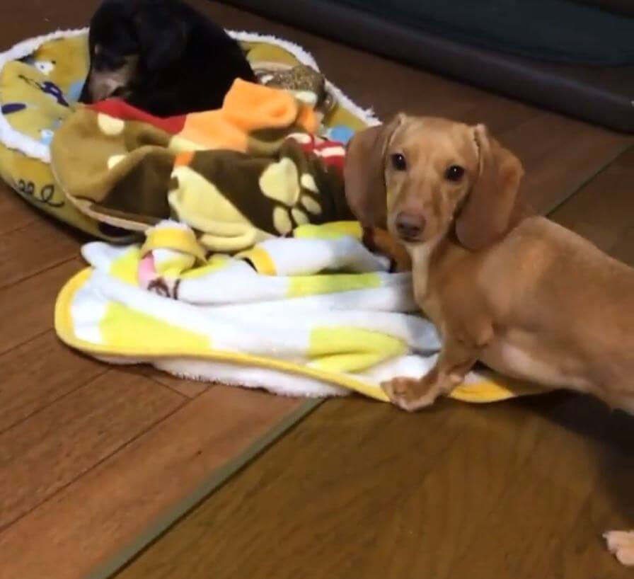 ダックスフンド,動画