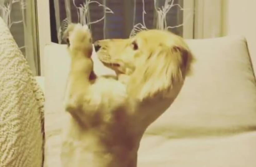 ダックスフンド,動画