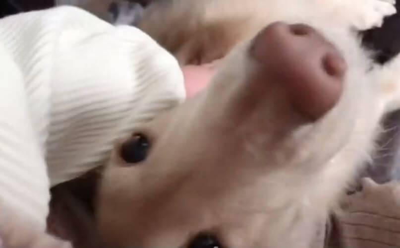 ダックスフンド,動画