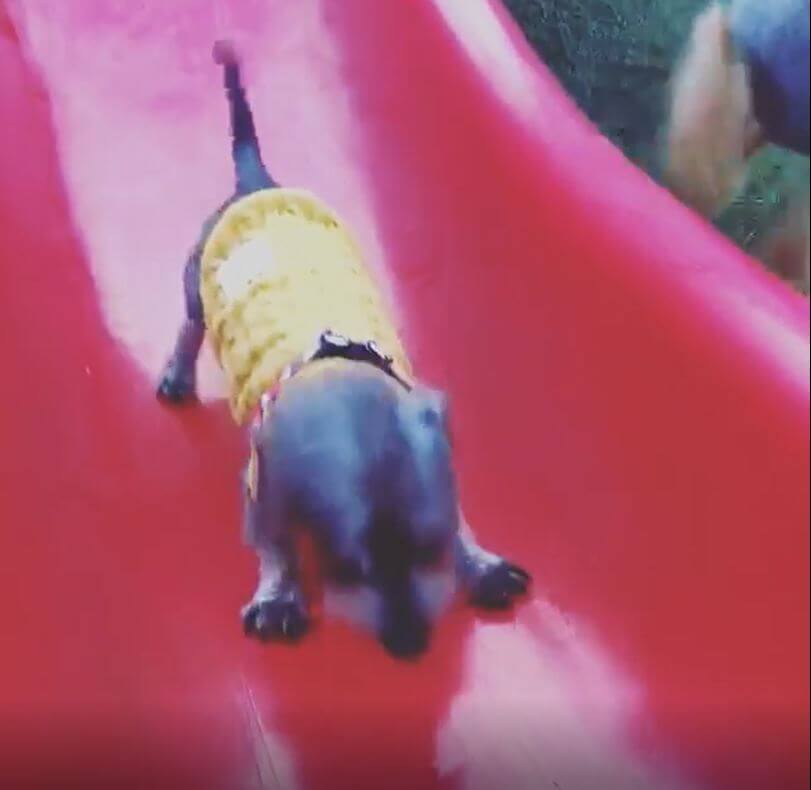 ダックスフンド,動画