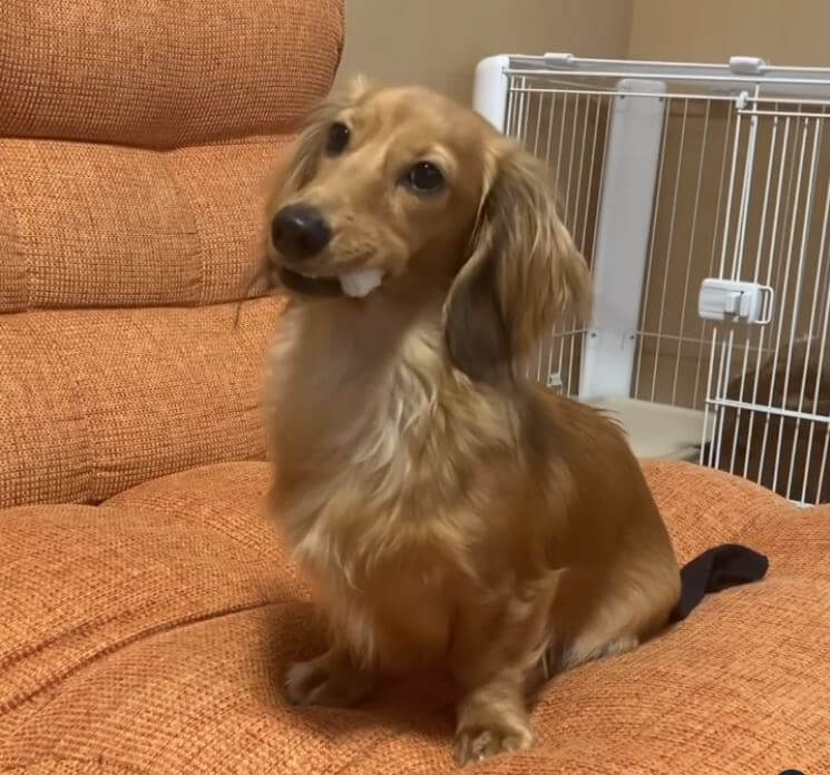 ダックスフンド,動画