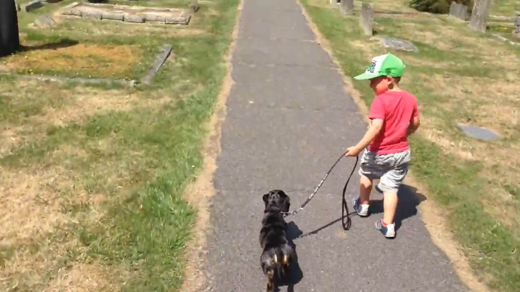 ダックスフンド,動画