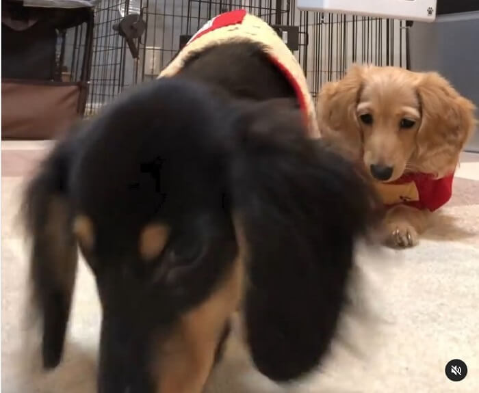 ダックスフンド,動画