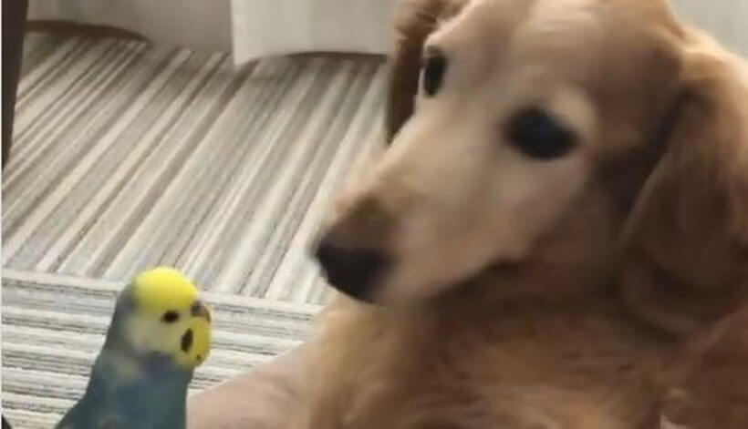 ダックスフンド,動画