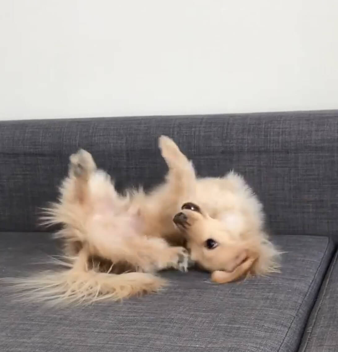 ダックスフンド,動画