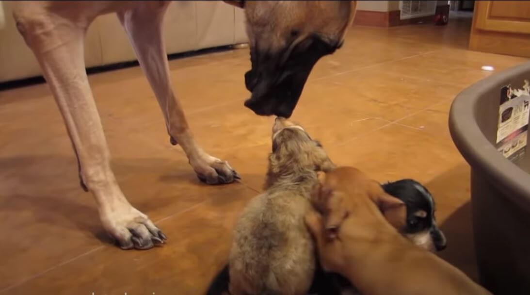 ダックスフンド,動画