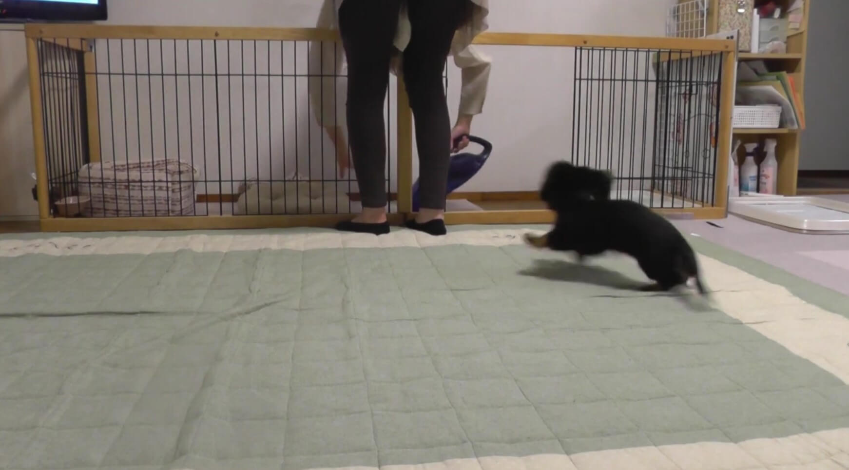 ダックスフンド,動画