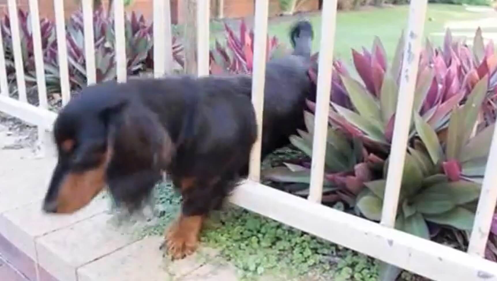 ダックスフンド,動画