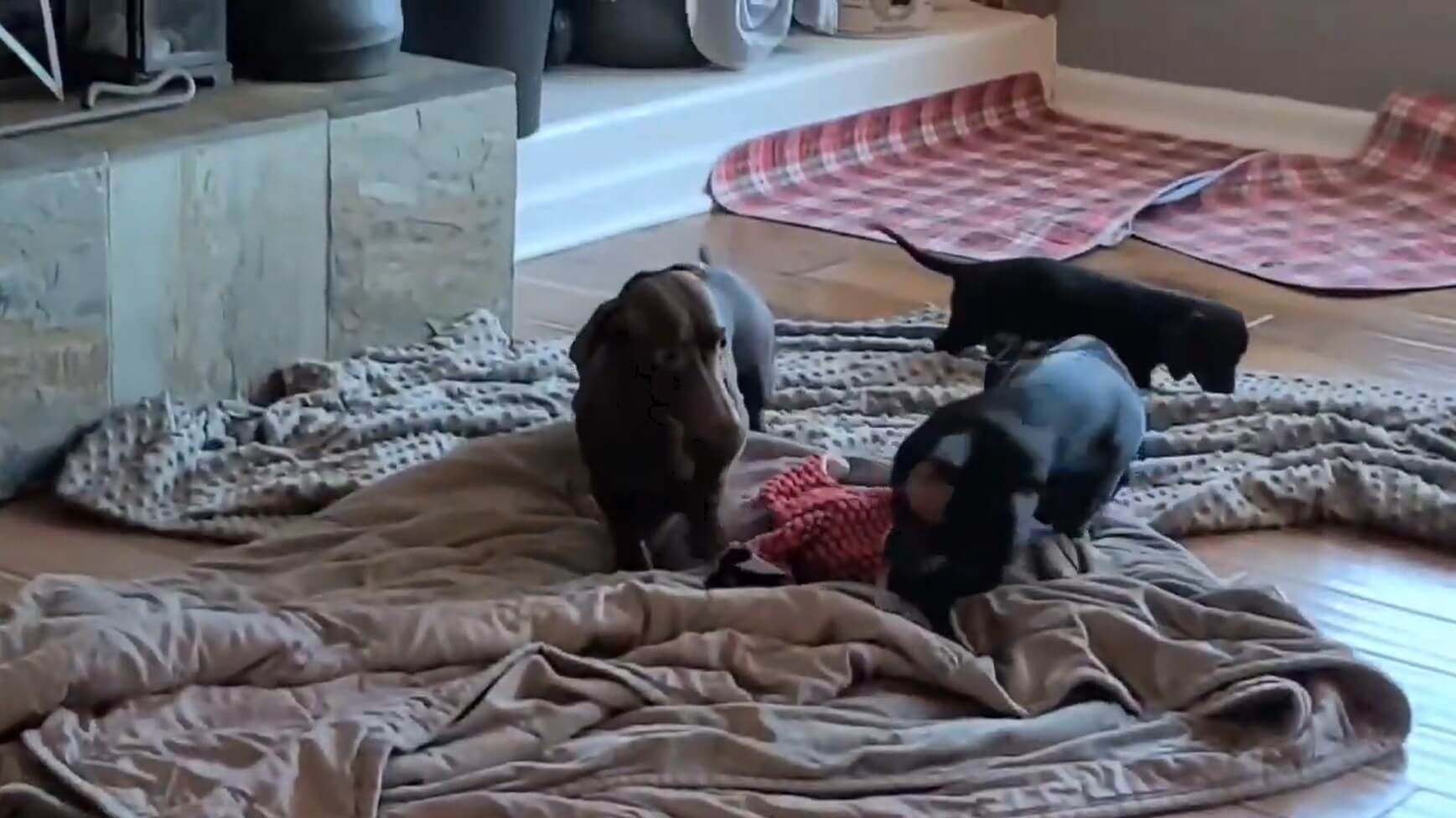 ダックスフンド,動画