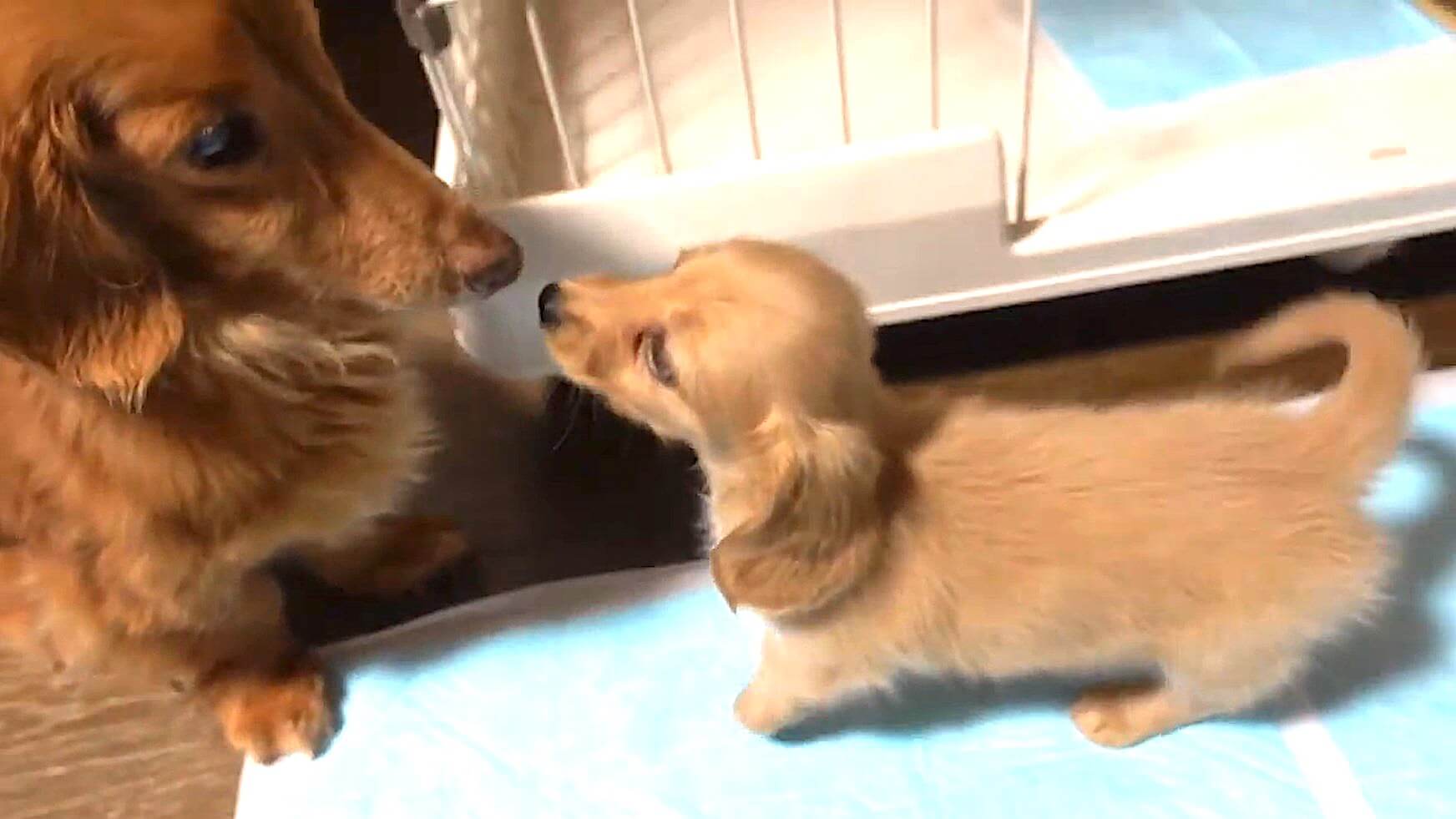 ダックスフンド,動画