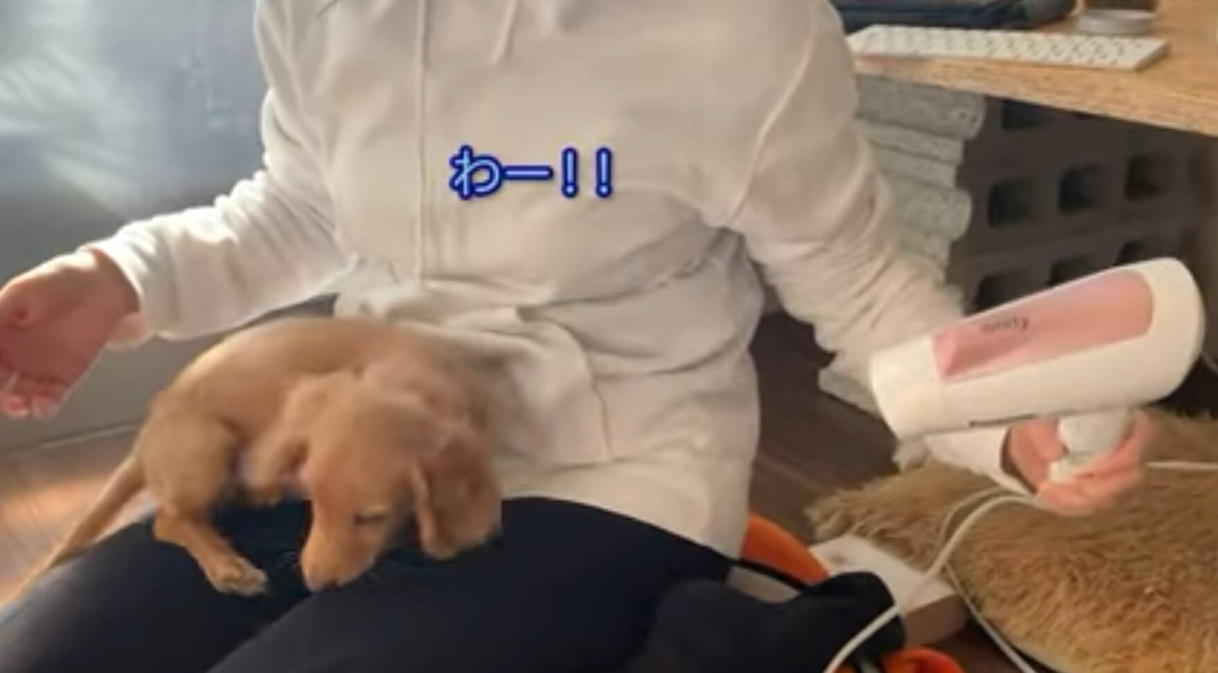 ダックスフンド,動画