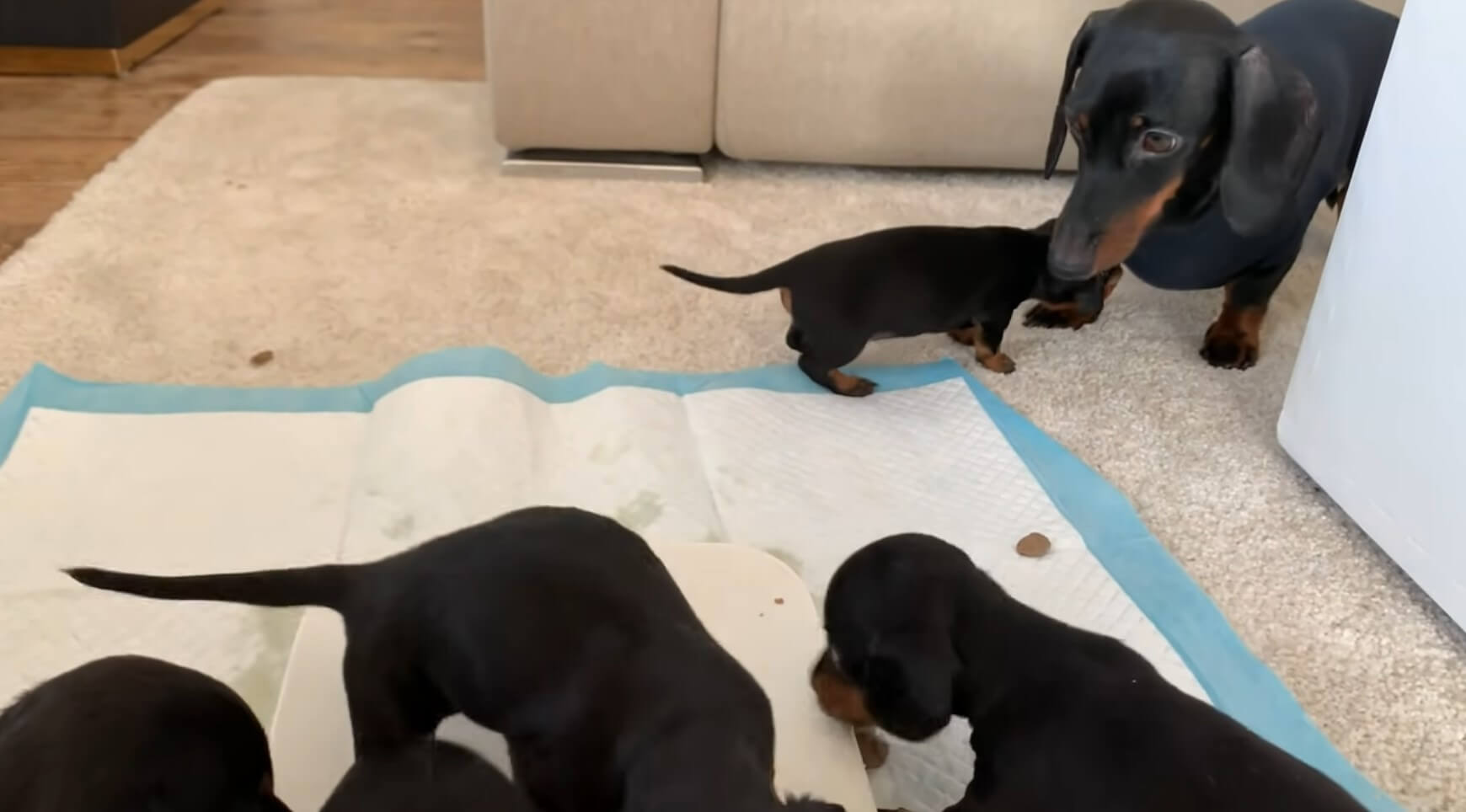 ダックスフンド,動画