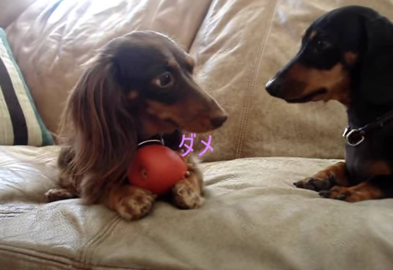 ダックスフンド,動画