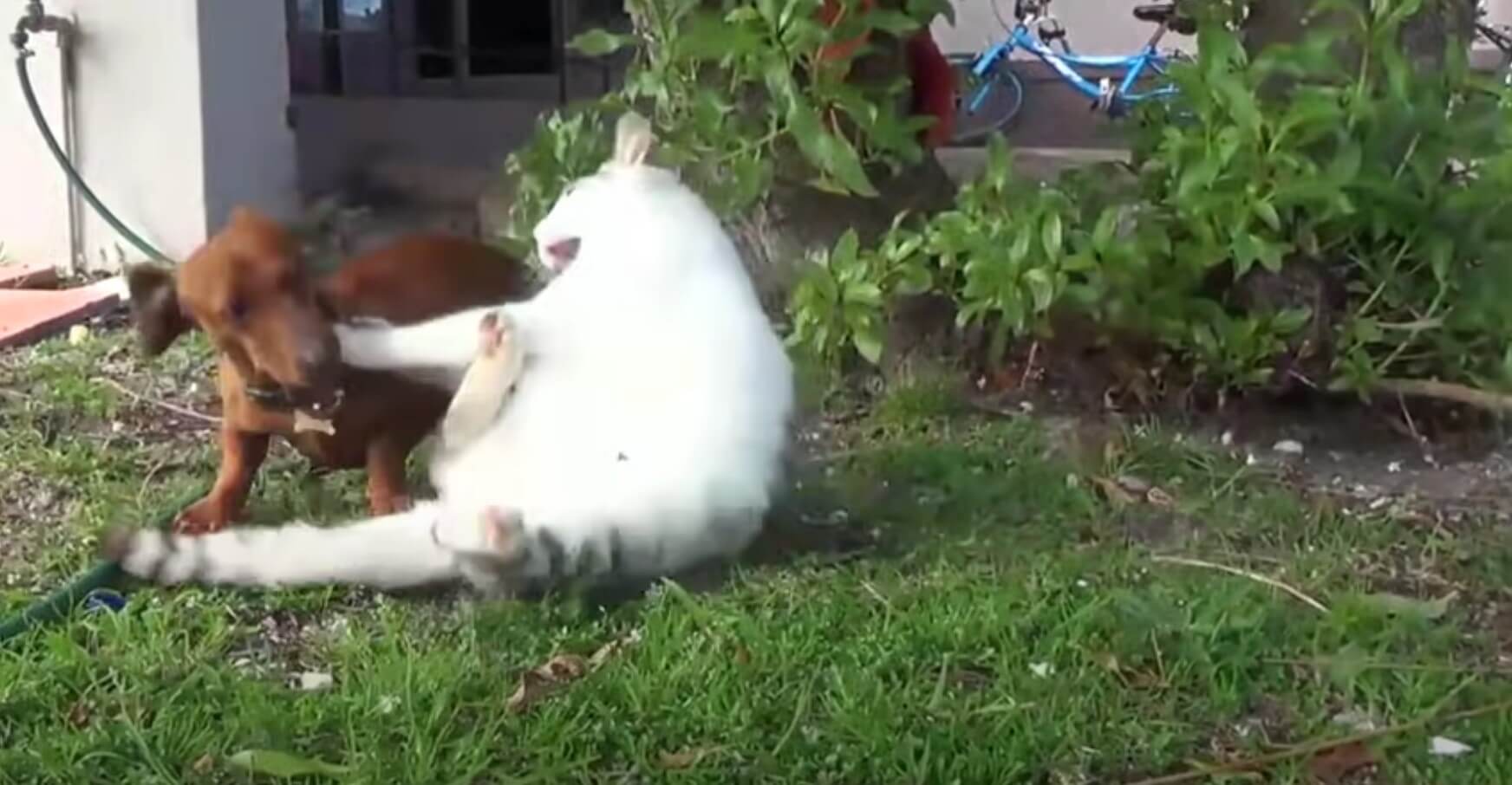 ダックスフンド,動画