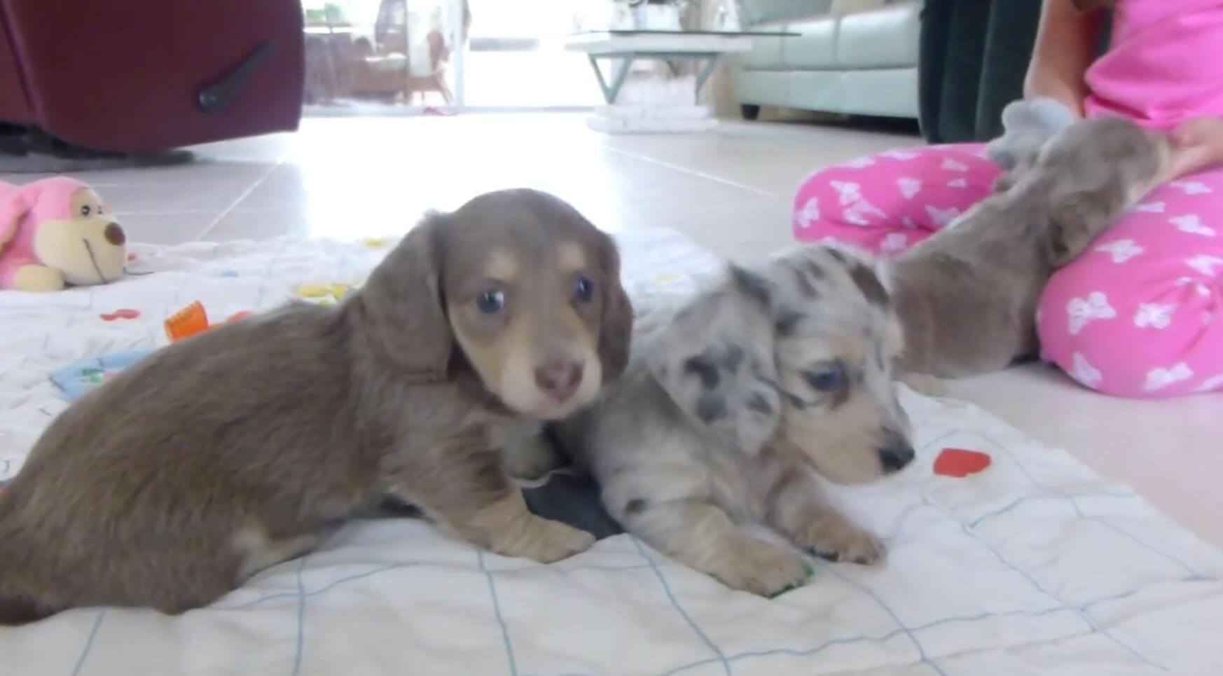 ダックスフンド,動画