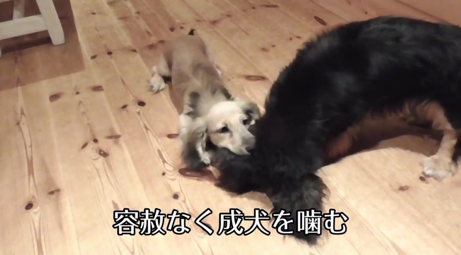 ダックスフンド,動画