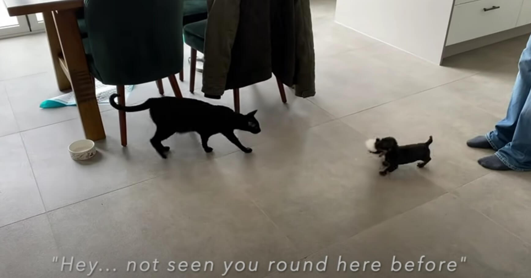 ダックスフンド,動画