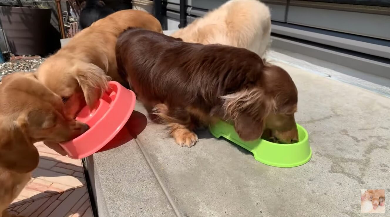 ダックスフンド,動画