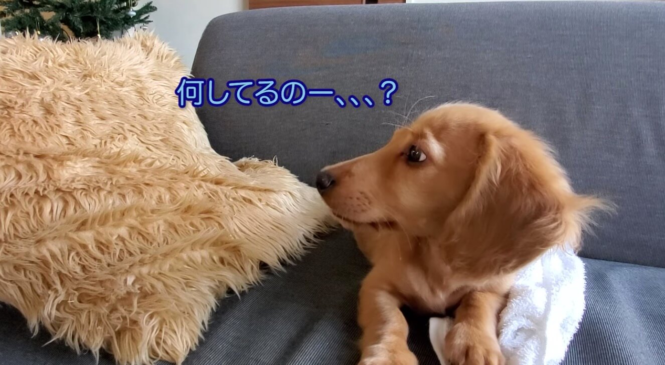 ダックスフンド,動画